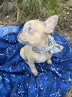 Tiny, a male French Bulldog for sale in Largo, FL – 7 of 8