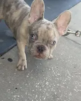 Beast boy, a male French Bulldog for sale in Largo, FL – 2 of 9
