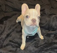 Isabella, a female French Bulldog for sale in Largo, FL – 4 of 10