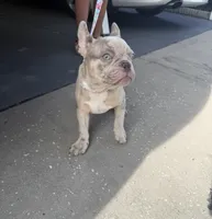 Beast boy, a male French Bulldog for sale in Largo, FL – 4 of 9