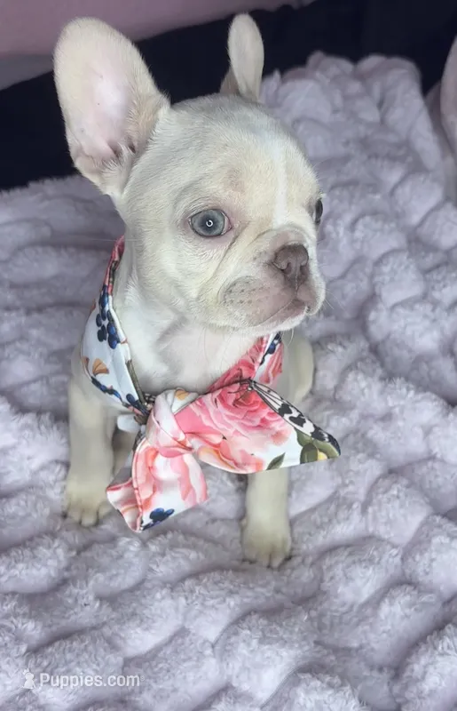 Isabella  – French Bulldog puppy for sale in Largo, FL