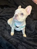 Isabella , a female French Bulldog for sale in Largo, FL – 9 of 10