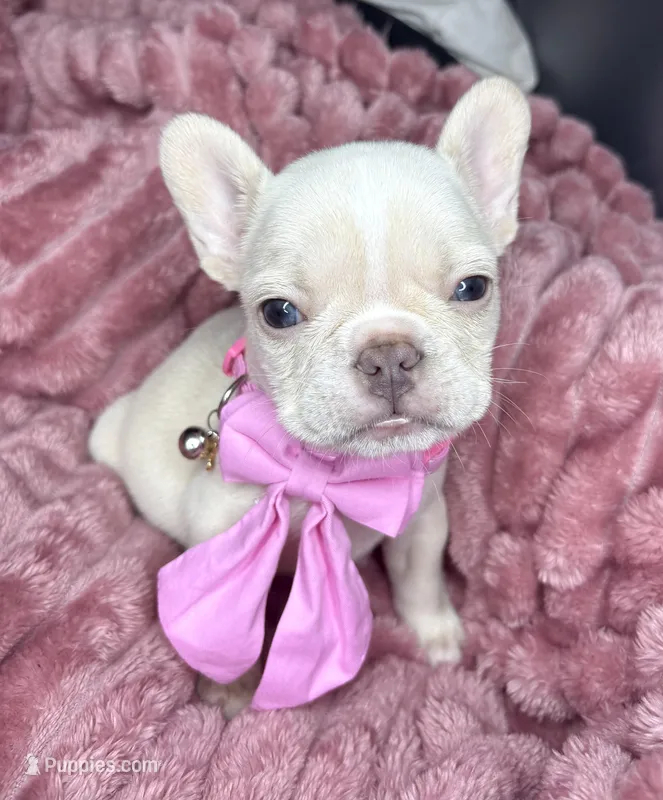 Isabella  – French Bulldog puppy for sale in Largo, FL