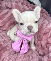 Isabella , a female French Bulldog for sale in Largo, FL – Photo 1 of 3