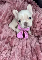 Isabella , a female French Bulldog for sale in Largo, FL – Photo 2 of 3