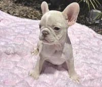 Isabella , a female French Bulldog for sale in Largo, FL – 8 of 10