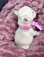 Isabella , a female French Bulldog for sale in Largo, FL – Photo 3 of 3