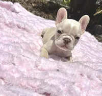 Isabella , a female French Bulldog for sale in Largo, FL – 10 of 10