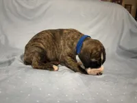 Draco, a male Great Dane for sale in Crystal River, FL – 6 of 7