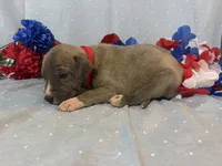 Phoenix , a male Great Dane for sale in Crystal River, FL – 4 of 4