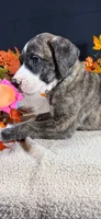 Draco, a male Great Dane for sale in Crystal River, FL – 2 of 7
