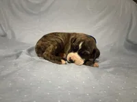 Draco, a male Great Dane for sale in Crystal River, FL – 4 of 7