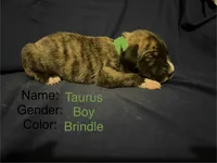 Taurus , a male Great Dane for sale in Crystal River, FL – 3 of 7