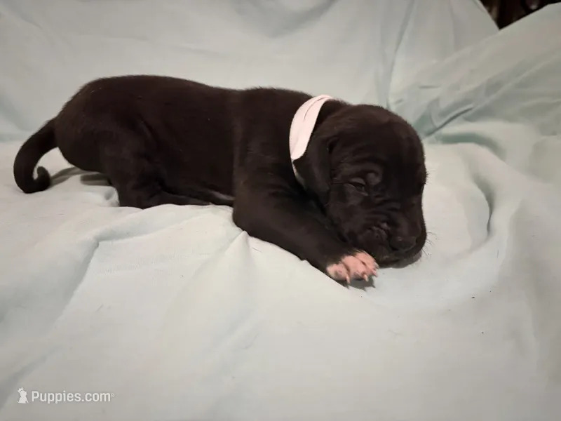 Freedom  – Great Dane puppy for sale in Crystal River, FL