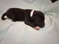 Freedom , a male Great Dane for sale in Crystal River, FL – 1 of 3