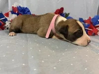 Norma, a female Great Dane for sale in Crystal River, FL – 2 of 2