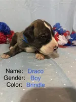 Draco, a male Great Dane for sale in Crystal River, FL – 1 of 2