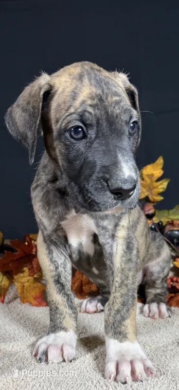 Hercules – Great Dane puppy for sale in Crystal River, FL