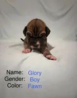 Glory, a male Great Dane for sale in Crystal River, FL – 2 of 3
