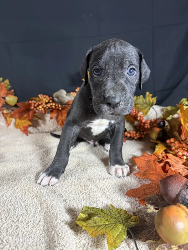 Freedom  – Great Dane puppy for sale in Crystal River, FL