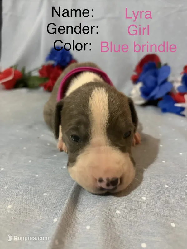 Lyra – Great Dane puppy for sale in Crystal River, FL