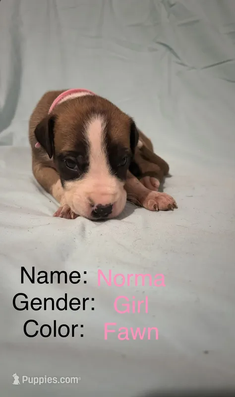Norma – Great Dane puppy for sale in Crystal River, FL