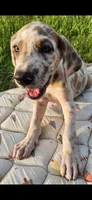 Valor, a female Great Dane for sale in Crystal River, FL – 3 of 5