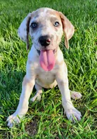 Valor, a female Great Dane for sale in Crystal River, FL – 2 of 5