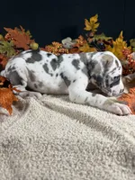 Sparkler, a female Great Dane for sale in Crystal River, FL – 8 of 10