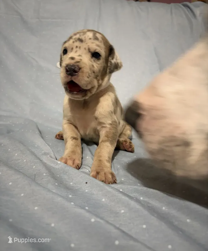 Pegasus  – Great Dane puppy for sale in Crystal River, FL