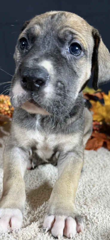 Glory – Great Dane puppy for sale in Crystal River, FL