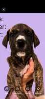 Mensa, a female Great Dane for sale in Crystal River, FL – 2 of 9