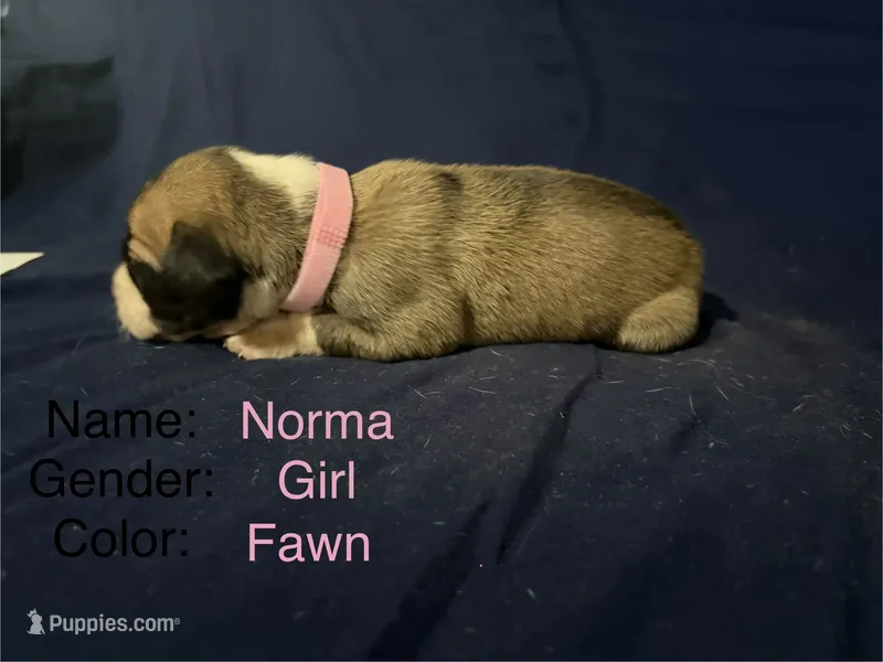 Norma – Great Dane puppy for sale in Crystal River, FL