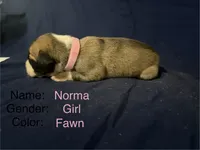 Norma, a female Great Dane for sale in Crystal River, FL – 1 of 2