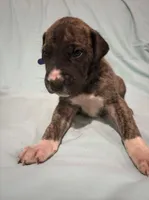 Mensa, a female Great Dane for sale in Crystal River, FL – 9 of 9