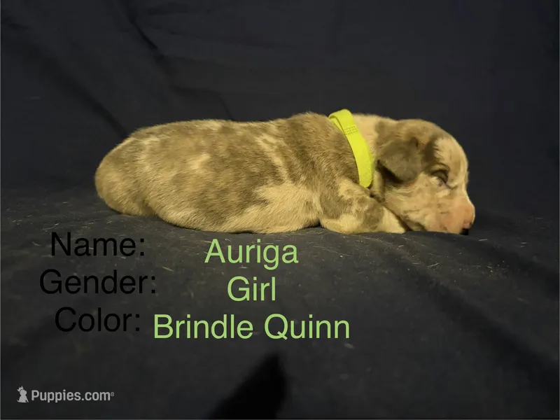 Auriga – Great Dane puppy for sale in Crystal River, FL