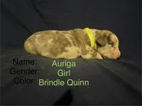 Auriga, a female Great Dane for sale in Crystal River, FL – 1 of 1