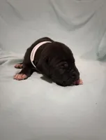 Freedom , a male Great Dane for sale in Crystal River, FL – 3 of 3