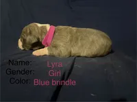 Lyra, a female Great Dane for sale in Crystal River, FL – 2 of 2