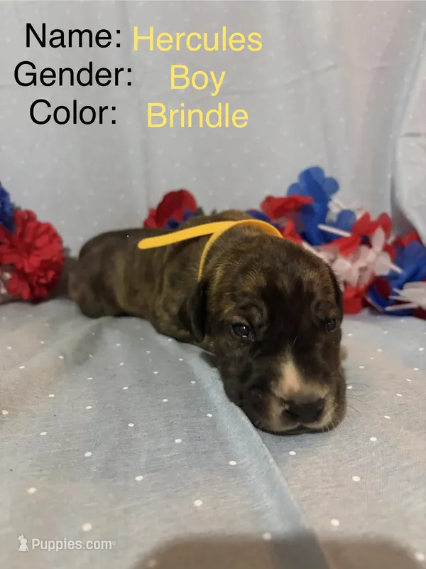 Hercules – Great Dane puppy for sale in Crystal River, FL