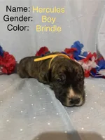 Hercules, a male Great Dane for sale in Crystal River, FL – 1 of 4