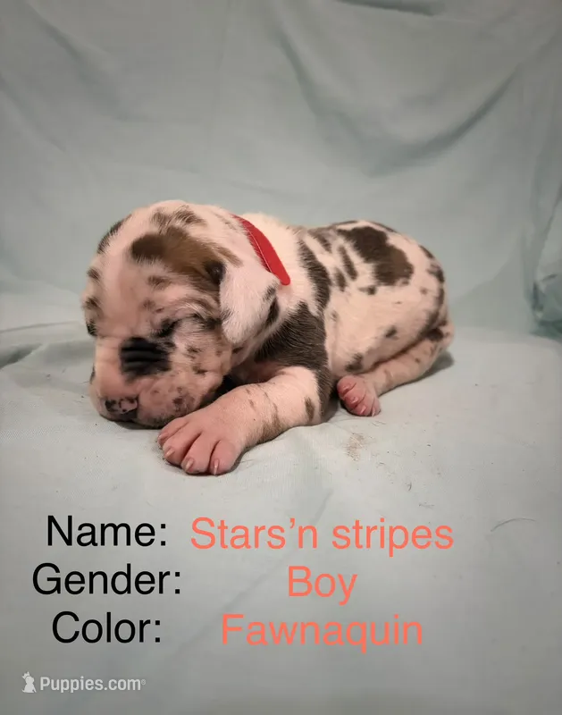 Star and Stripes  – Great Dane puppy for sale in Crystal River, FL