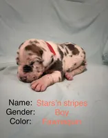 Star and Stripes , a male Great Dane for sale in Crystal River, FL – 1 of 3