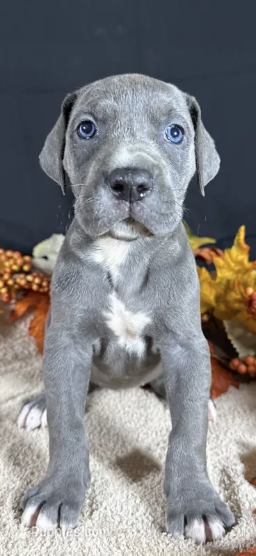 Firecracker  – Great Dane puppy for sale in Crystal River, FL