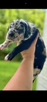 Justice , a male Great Dane for sale in Crystal River, FL – 3 of 4