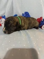Taurus , a male Great Dane for sale in Crystal River, FL – 6 of 7