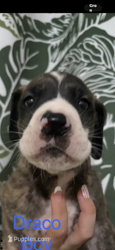 Draco – Great Dane puppy for sale in Crystal River, FL