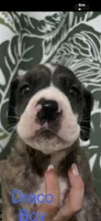 Draco, a male Great Dane for sale in Crystal River, FL – 3 of 7