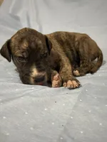 Taurus , a male Great Dane for sale in Crystal River, FL – 7 of 7