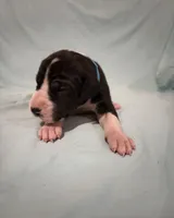 Independence , a male Great Dane for sale in Crystal River, FL – 2 of 3